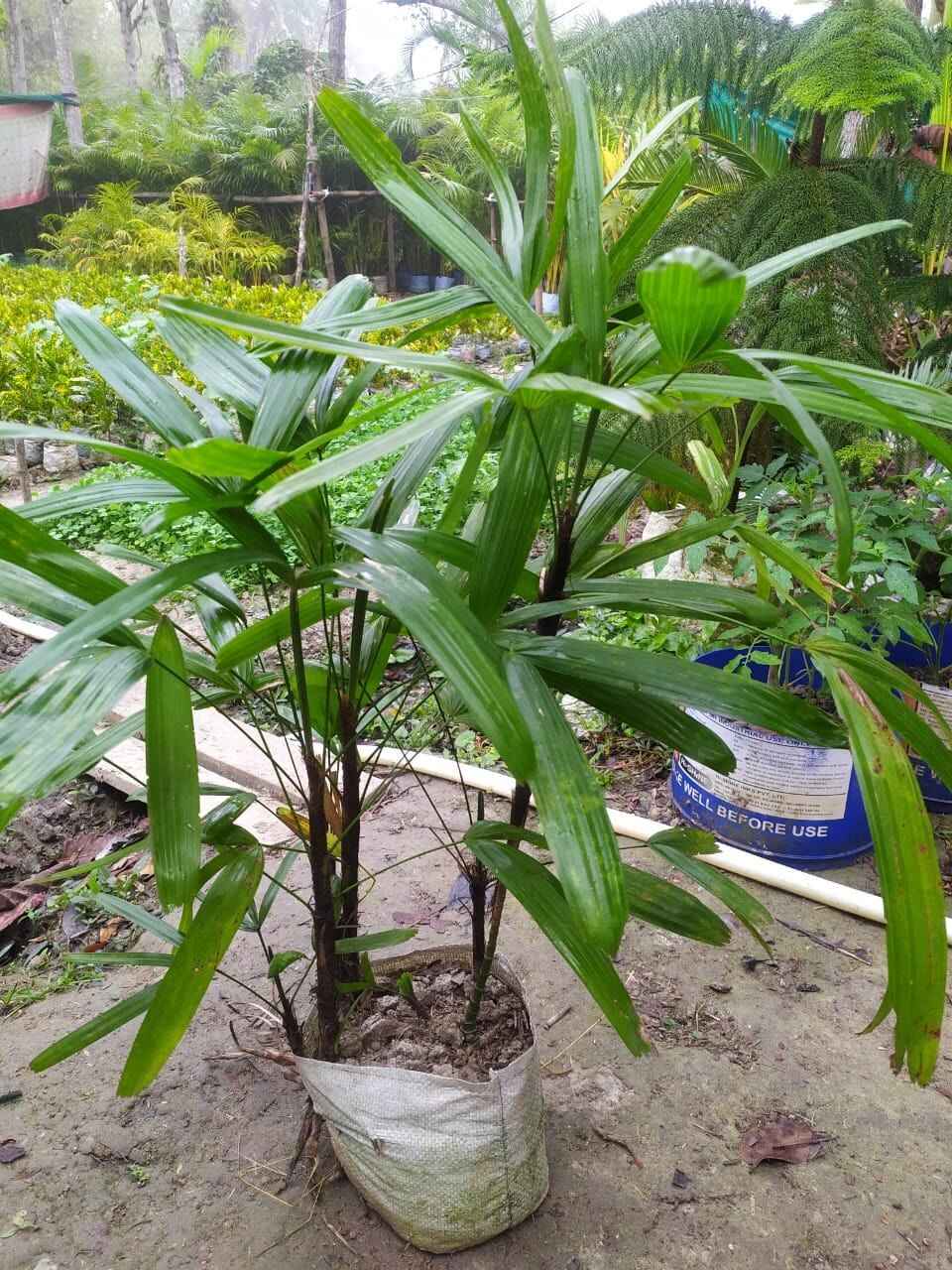Rabish Palm Tree