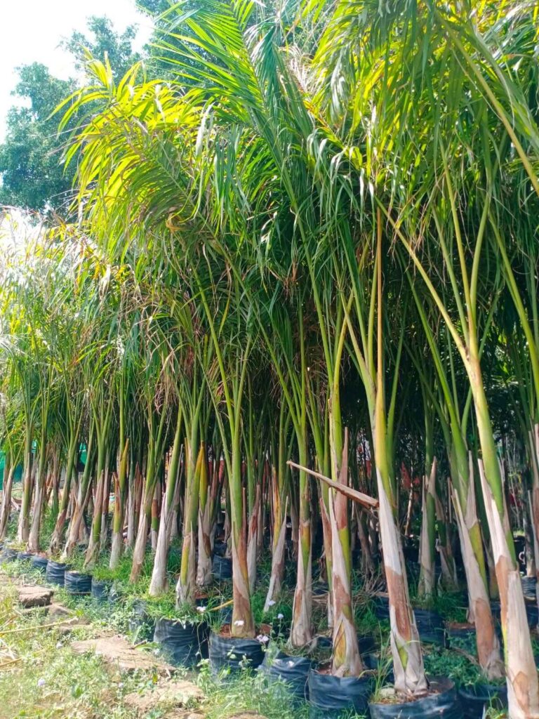Bottle Palm Tree